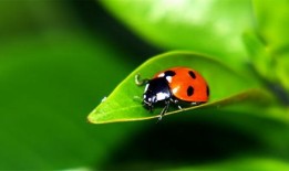 七星瓢虫爆料视频大全,揭秘昆虫世界的奇妙瞬间